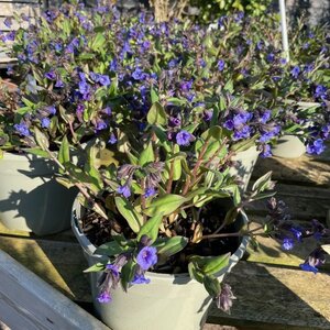 Pulmonaria Blue Ensign