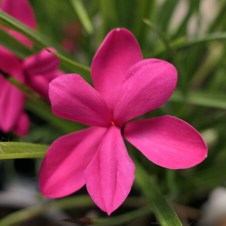 Rhodohypoxis milloides 'Claret'