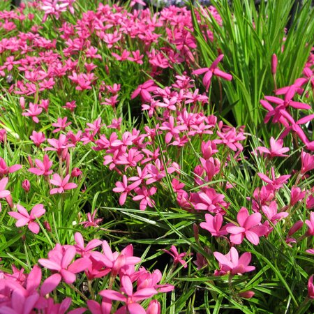 Rhodohypoxis milloides 'Claret'