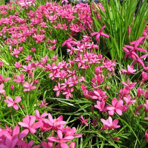Rhodohypoxis milloides 'Claret'