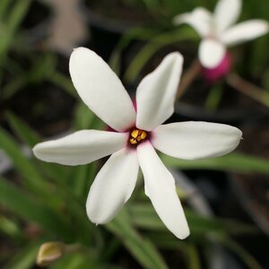 Rhodoxis hybrida (white)