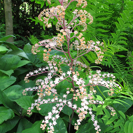 Rodgersia aesculifolia