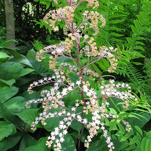 Rodgersia aesculifolia