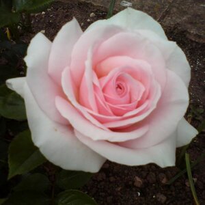 Rosa 'A Whiter Shade of Pale'