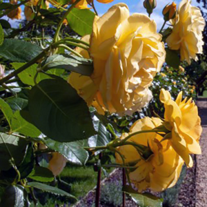 Rosa Absolutely Fabulous