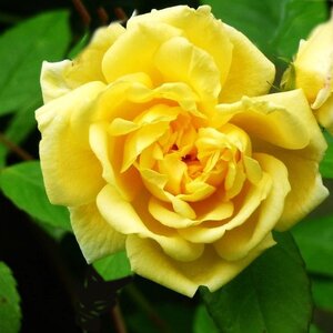 Rosa Absolutely Fabulous