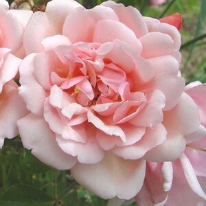 Rosa Albertine