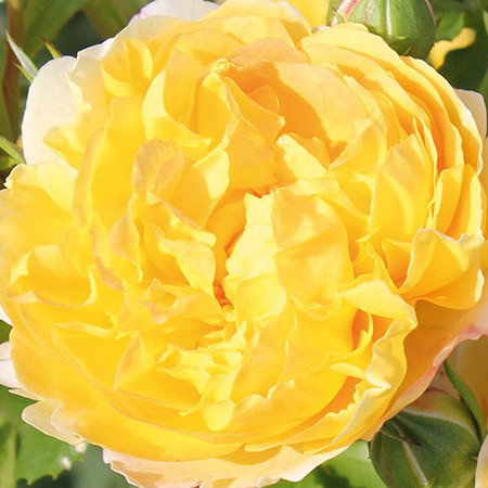 Rosa Belle de Jour
