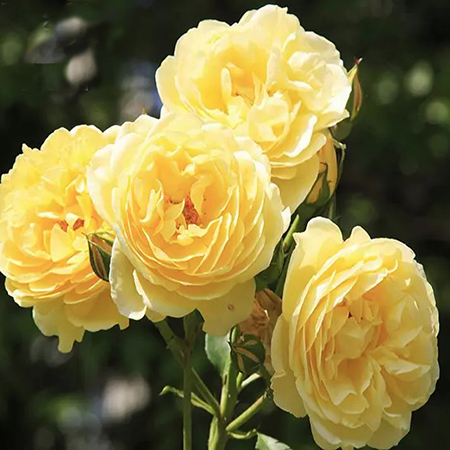 Rosa Belle de Jour