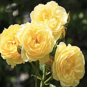 Rosa Belle de Jour