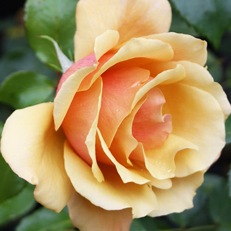 Rosa Belle Epoque