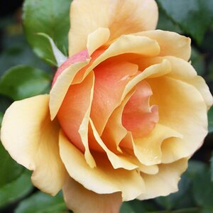 Rosa Belle Epoque