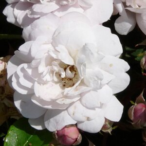 Rosa Blush Noisette