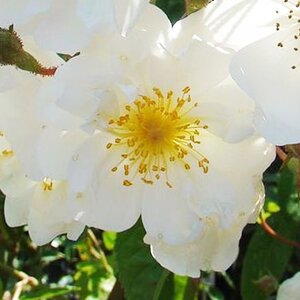 Rosa Bobbie James