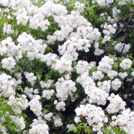 Rosa Bobbie James