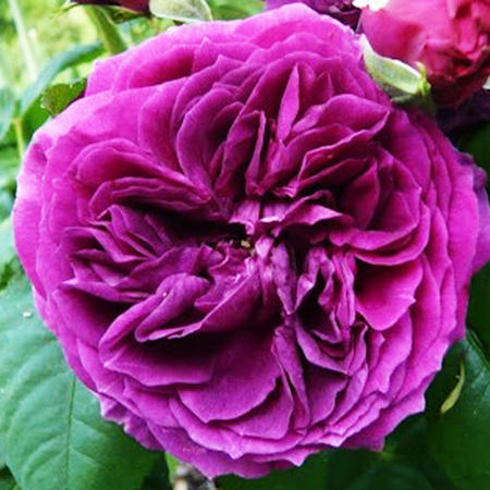 Rosa Cardinal de Richelieu