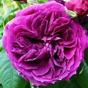 Rosa Cardinal de Richelieu
