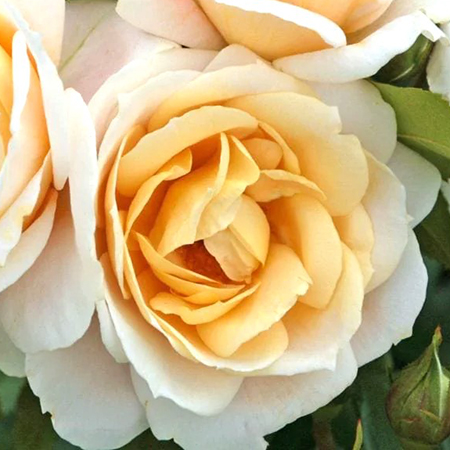 Rosa Champagne Moment