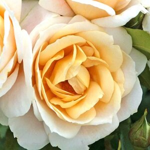 Rosa Champagne Moment