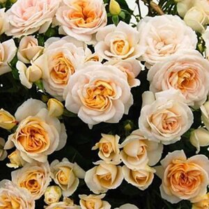 Rosa Champagne Moment