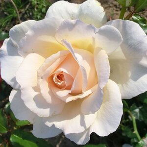 Rosa Chandos Beauty