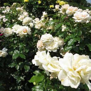 Rosa Chandos Beauty
