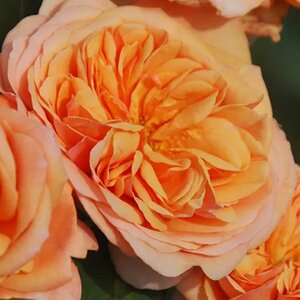 Rosa Charles Austin