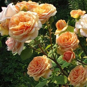 Rosa Charles Austin