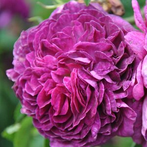 Rosa Charles de Mills