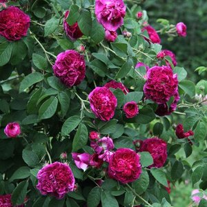 Rosa Charles de Mills