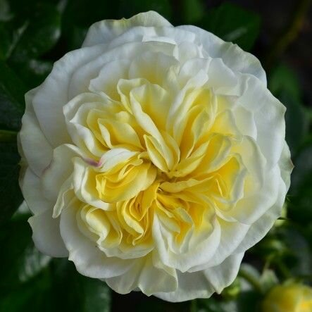 Rosa Clarence House