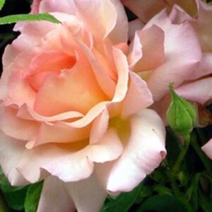 Rosa Compassion