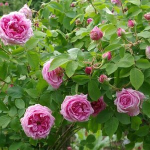 Rosa Comte de Chambord
