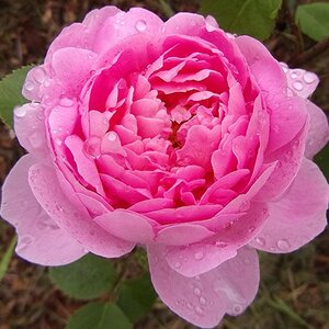 Rosa Constance Spry