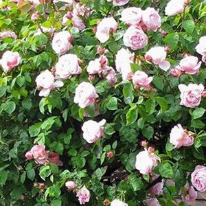 Rosa Constance Spry