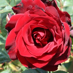 Rosa Crimson Cascade