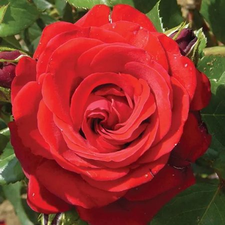 Rosa Cumberland