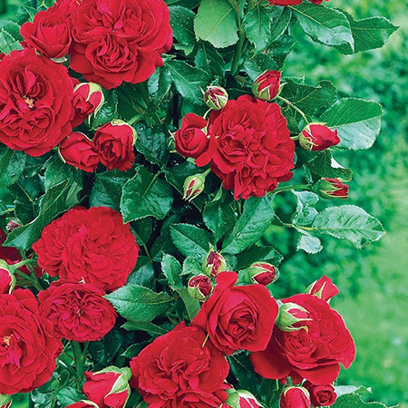 Rosa Cumberland