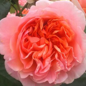 Rosa Duchess of Cornwall