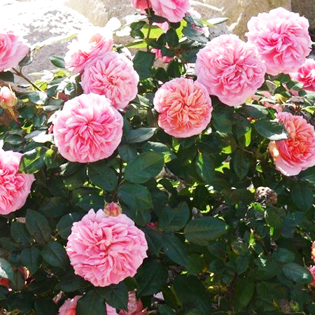 Rosa Duchess of Cornwall