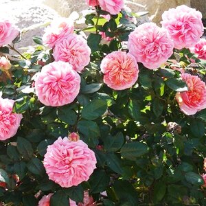 Rosa Duchess of Cornwall