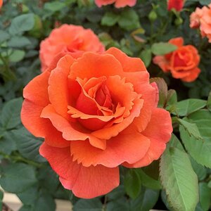 Rosa Easy does it