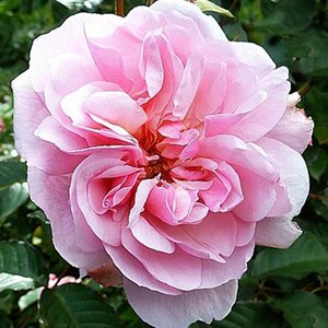 Rosa Felicia