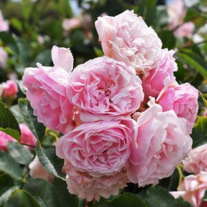 Rosa Felicia