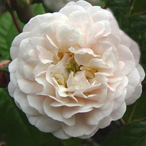 Rosa Felicite Perpetue