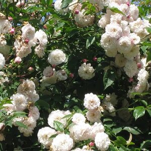 Rosa Felicite Perpetue