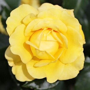 Rosa Golden Memories
