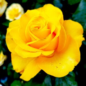 Rosa Golden Wedding