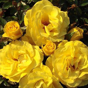 Rosa Golden Wedding
