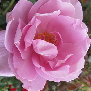 Rosa Harry Edland